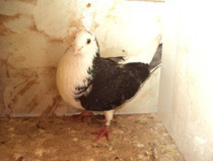 10490270_DAVVBRSYY[1] - vanduti