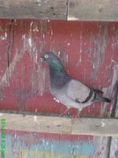 10490663_OJOVIMUPR[1] - vanduti