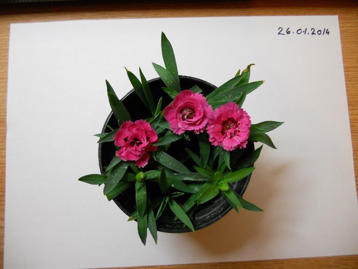 26.01.2014; Au trecut o luna si jumatate de cind au fost pusi butasii la inradacinare
