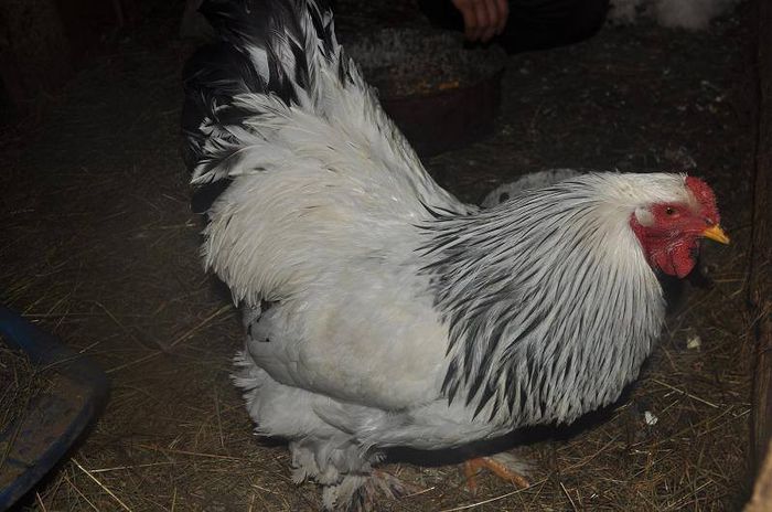 1521898_633138653400292_975008214_n - Copy