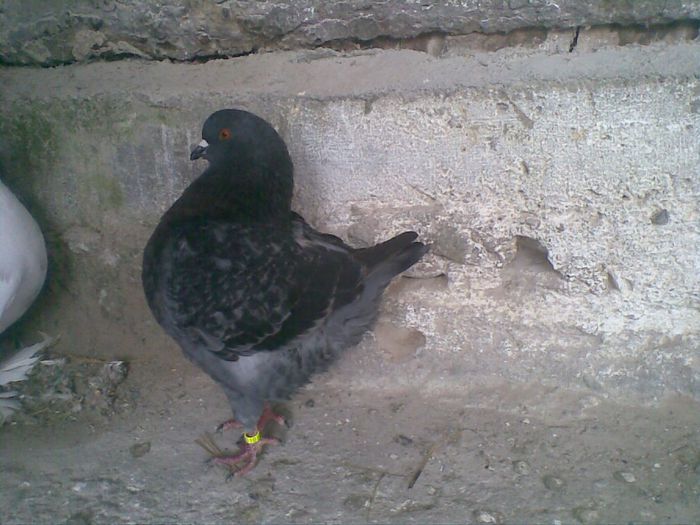 26012014(070) - Kingi
