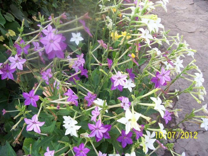 100_5956 - AMESTEC DE FLORI