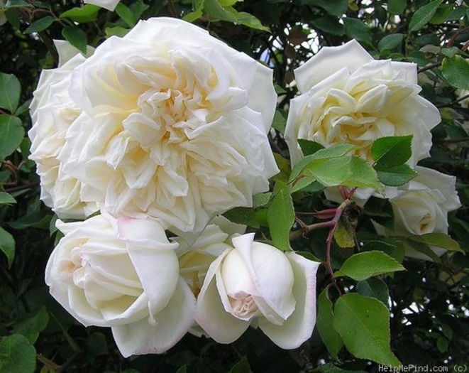 magnolia - Magia rozelor