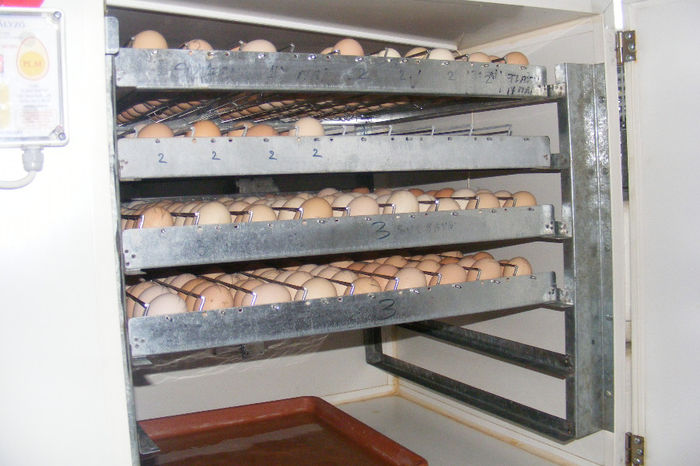 INCUBATOR (1)