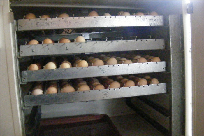 INCUBATOR (4)