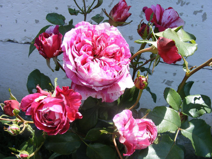 iulie_2011 040 - Trandafir INNES SASTRE by Meilland Richardier