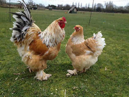 $T2eC16hHJF8E9nnC9bTIBRJju-NV6w~~60_35