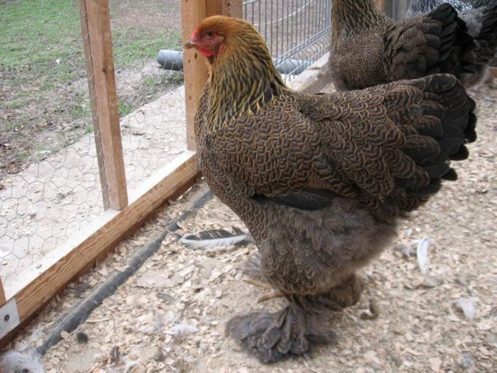 Brahma-Potarnichiu-Pui-si-Oua-A91F857H546-1361610360-1.18904-[640x480]