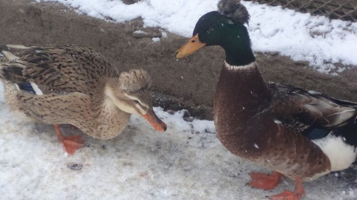 DSC04856 - RATE CU MOT ROMANESTI S-AU VINDUT TOATE