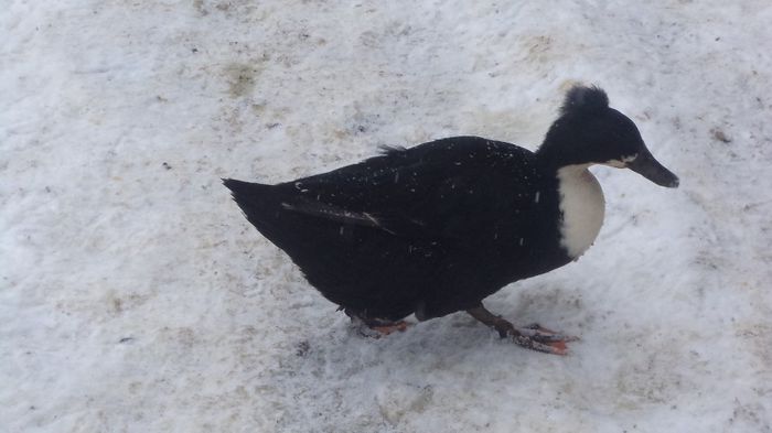 DSC04857 - RATE CU MOT ROMANESTI S-AU VINDUT TOATE