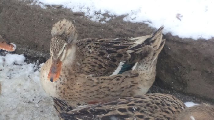 DSC04858 - RATE CU MOT ROMANESTI S-AU VINDUT TOATE