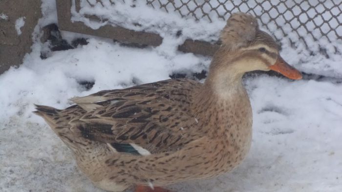 DSC04859 - RATE CU MOT ROMANESTI S-AU VINDUT TOATE