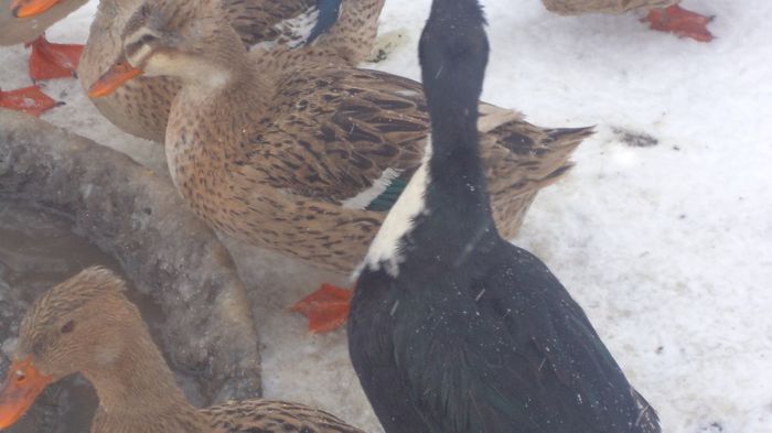 DSC04868 - RATE CU MOT ROMANESTI S-AU VINDUT TOATE