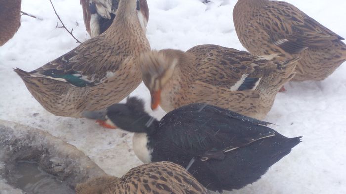 DSC04869 - RATE CU MOT ROMANESTI S-AU VINDUT TOATE