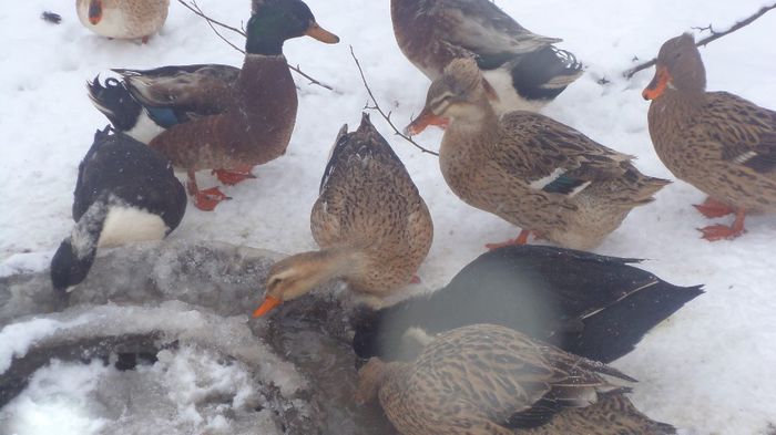 DSC04870 - RATE CU MOT ROMANESTI S-AU VINDUT TOATE