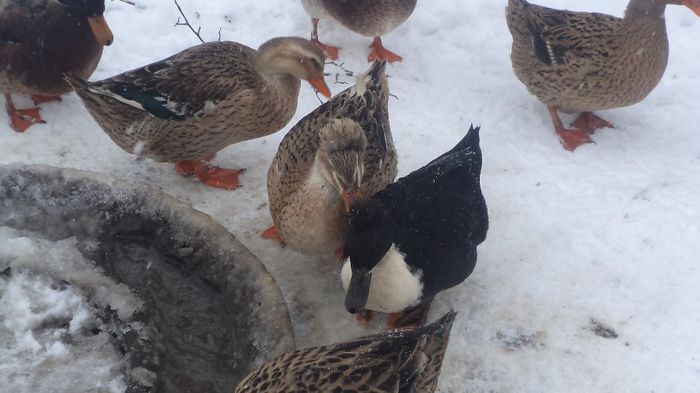 DSC04871 - RATE CU MOT ROMANESTI S-AU VINDUT TOATE