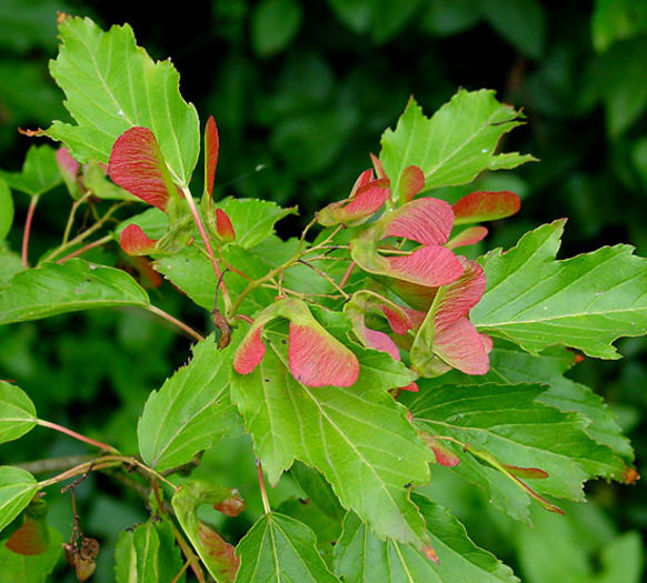 acer tataricum 20 - ARBORI pentru parcuri sau bonsai