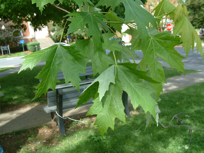 Acer saccharinum. 25 - ARBORI pentru parcuri sau bonsai