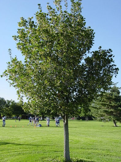 Acer_campestre  25 - ARBORI pentru parcuri sau bonsai
