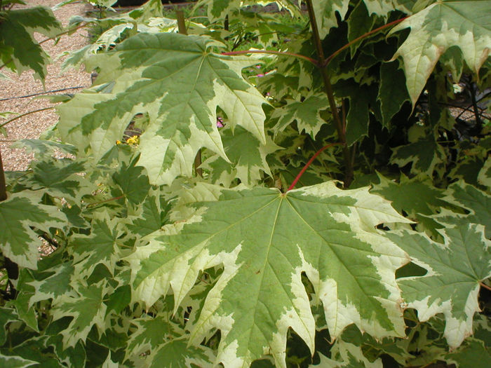 ACER-PLATANOIDES-DRUMMONDII  35 - ARBORI pentru parcuri sau bonsai