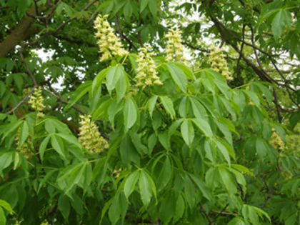 aesculus glabra 25 - ARBORI pentru parcuri sau bonsai