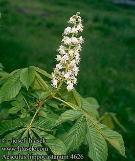 AESCULUS_HIPPOCASTANUM. 20 - ARBORI pentru parcuri sau bonsai