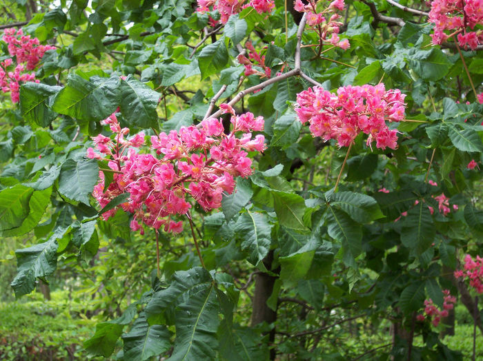 Aesculus_x_carnea_Briotii 70 - ARBORI pentru parcuri sau bonsai