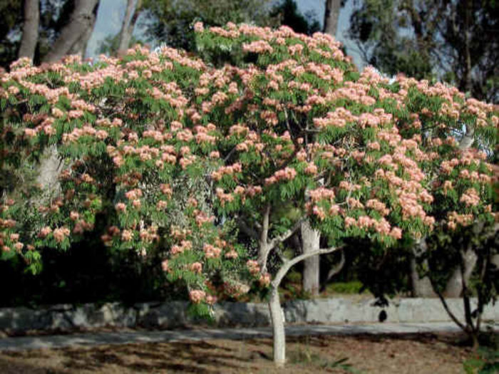 albizia julibrissin 25 - ARBORI pentru parcuri sau bonsai