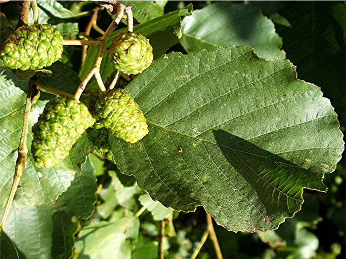 alnus glutinosa 20 - ARBORI pentru parcuri sau bonsai