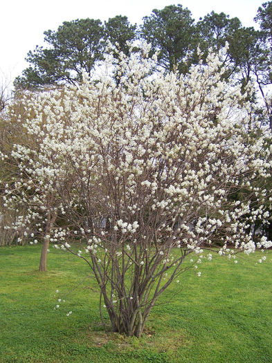 amelanchier canadensis 30 - ARBORI pentru parcuri sau bonsai