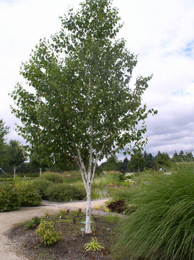 betula utilis jaquemontii 35 - ARBORI pentru parcuri sau bonsai