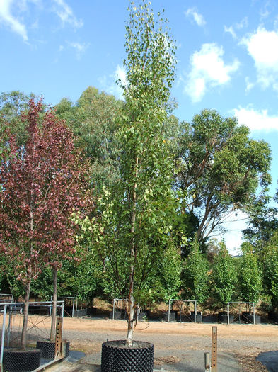 Betula-pendula-fastigiata-35