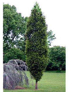 carpinus_betulus_fastigiata. 50