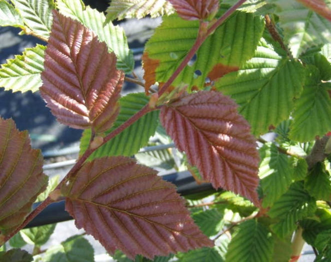 Carpinus-betulus-Purpurea-35 - ARBORI pentru parcuri sau bonsai