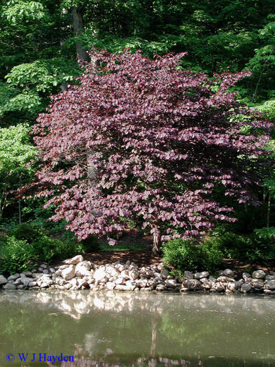 cercis_canadensis_forest_pansy  35 - ARBORI pentru parcuri sau bonsai