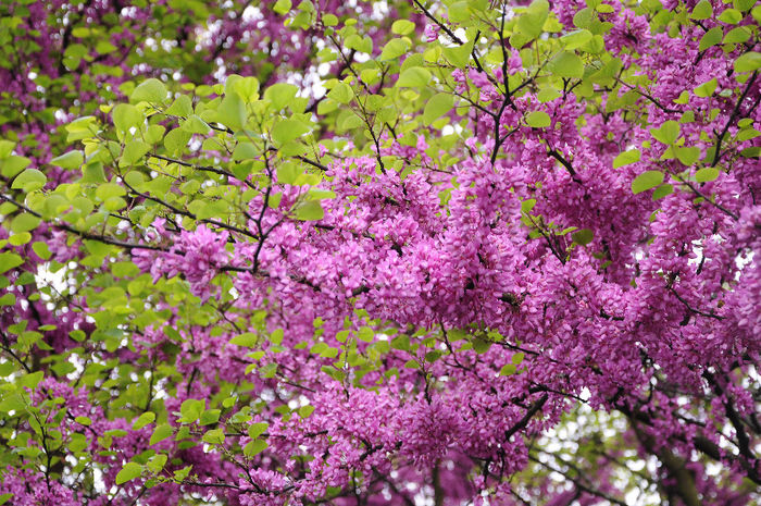 Cercis_siliquastrum_20 - ARBORI pentru parcuri sau bonsai