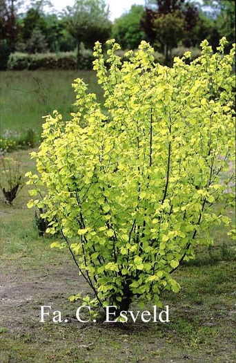 corylus avelana aurea 35 - ARBORI pentru parcuri sau bonsai