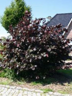 Corylus av Rotblättrige Zellernuss 35 - ARBORI pentru parcuri sau bonsai