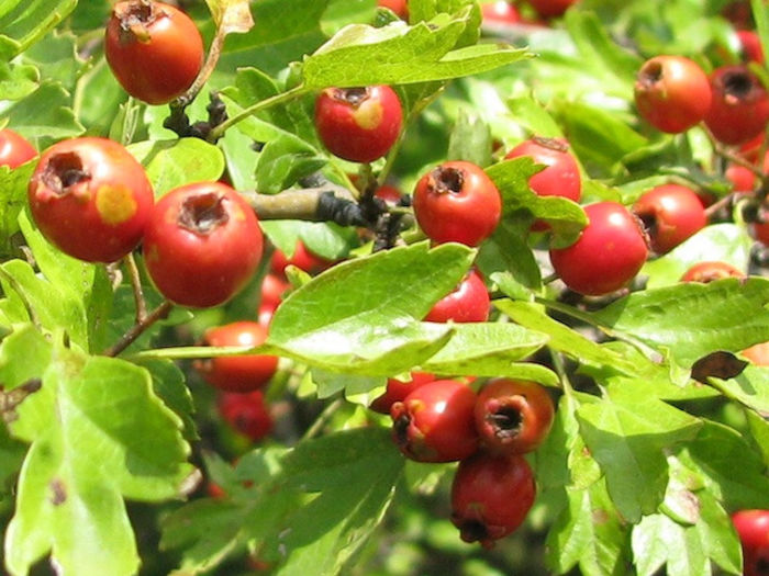 crataegus aestivalis 35 - ARBORI pentru parcuri sau bonsai