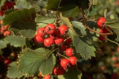 crataegus arnoldiana 35 - ARBORI pentru parcuri sau bonsai