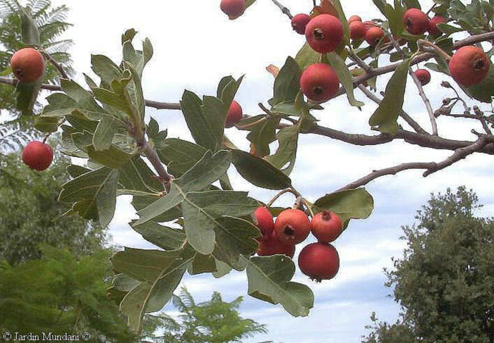 crataegus azarolus 35 - ARBORI pentru parcuri sau bonsai