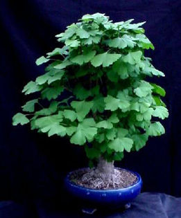 ginkgo-biloba. 20