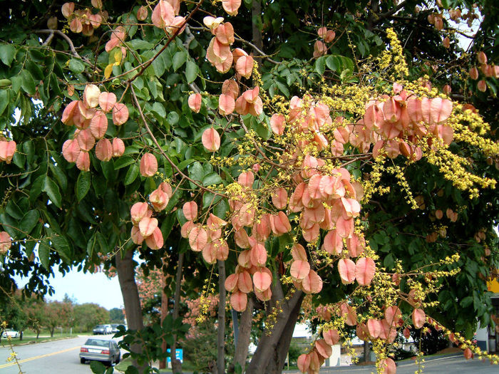 koelreuteria paniculata fastigiata 50 - ARBORI pentru parcuri sau bonsai