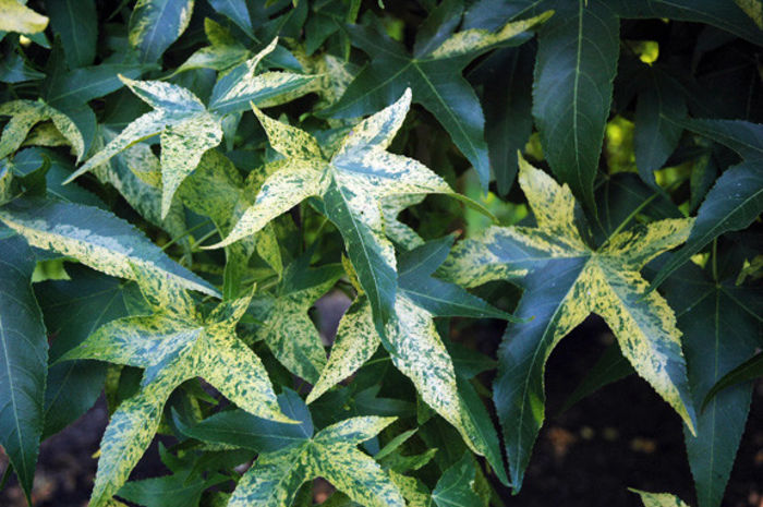 Liquidambar styraciflua Variegata 100