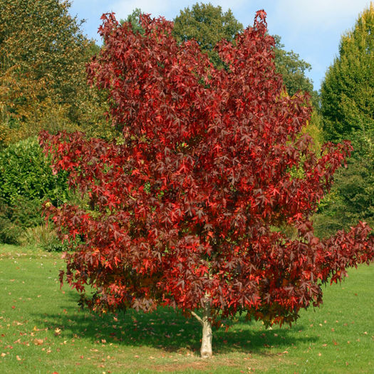 Liquidambar-styraciflua-80 - ARBORI pentru parcuri sau bonsai
