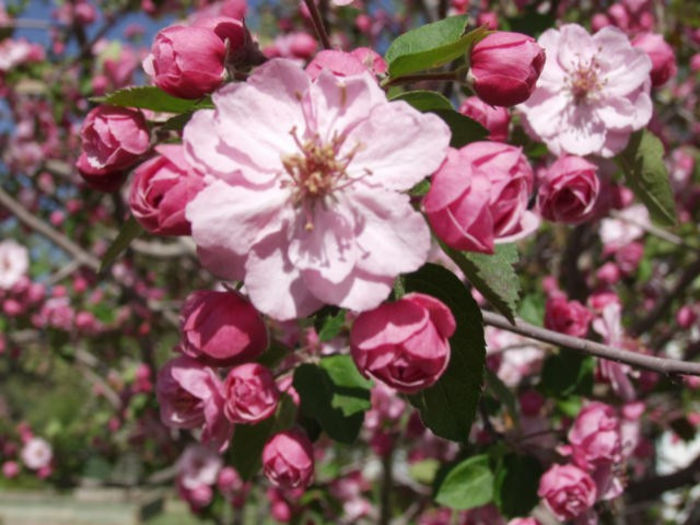 malus brandy-wine-35