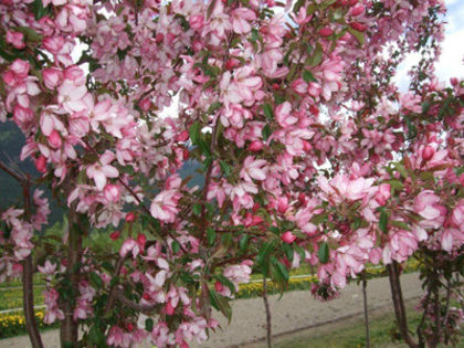 malus Radiant-35