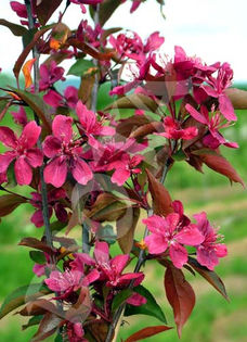 malus_purple_wave  35