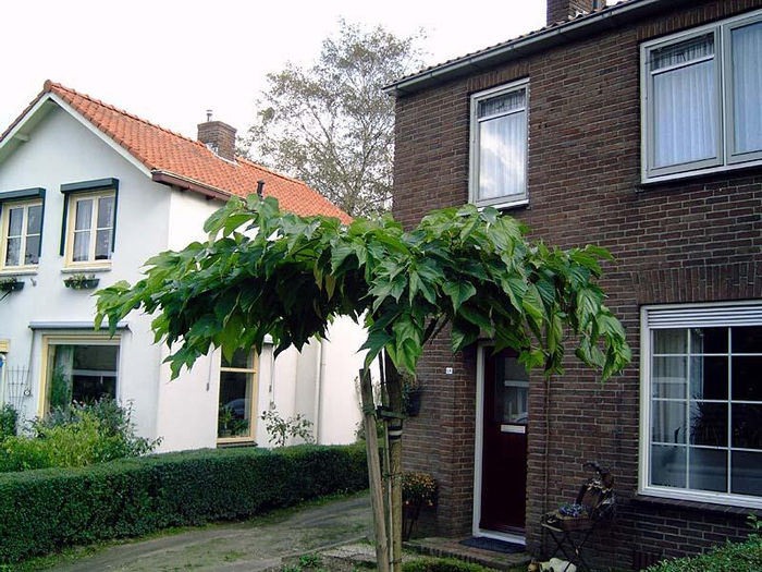 Morus_alba_Macrophylla_35