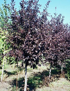 padus virginiana canada red 35